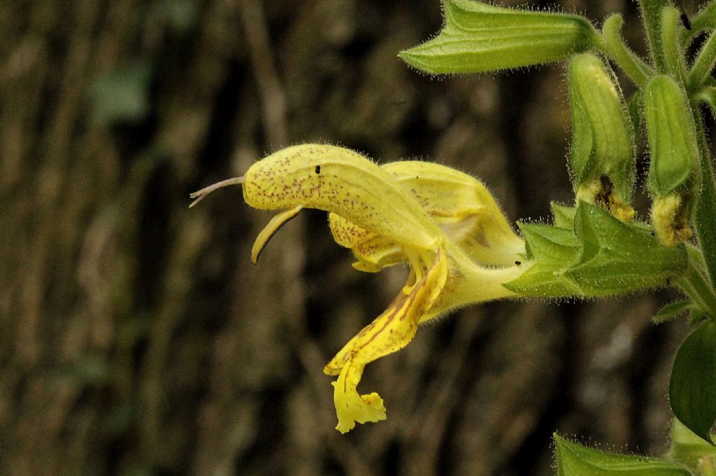 Salvia glutinosa / Salvia vischiosa